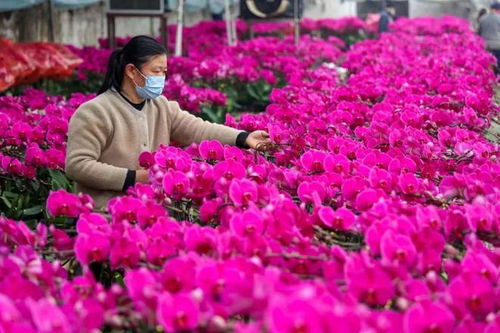 枣庄市峄城区 鲜花产业成为乡村振兴 领头羊